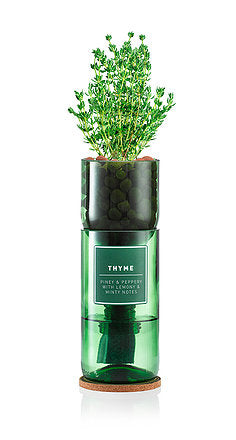 Hydro Herb Thyme